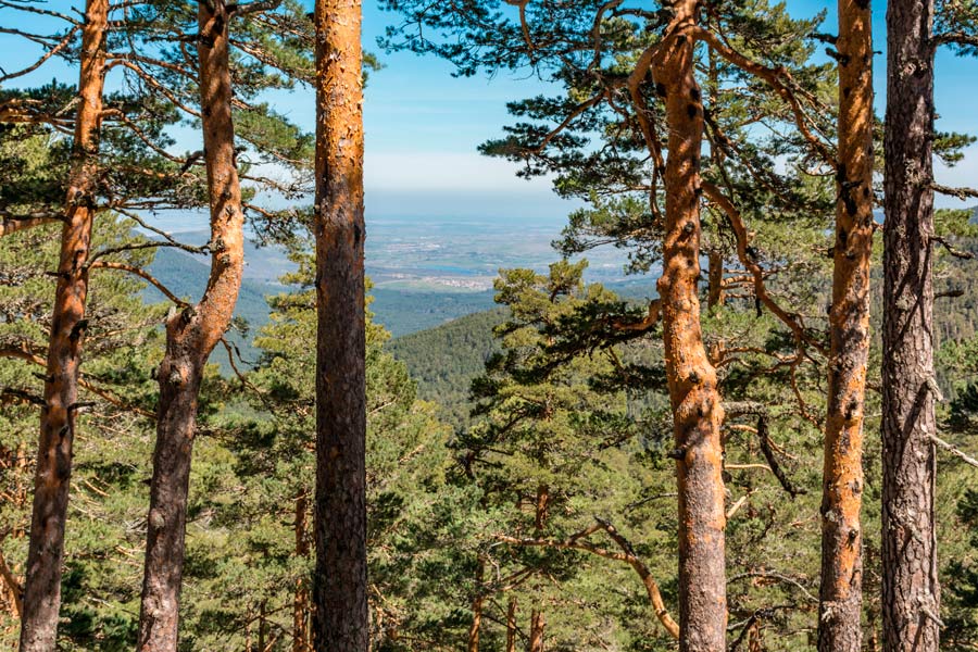 En la sierra de Madrid estamos rodeados de altos árboles con frescas sombras y aire limpio